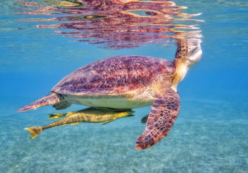 Private Schildkröten Tour ab El-Gouna zur Abu Dabab Bucht