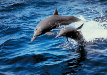 Delfin Ausflug ab  El-Gouna 